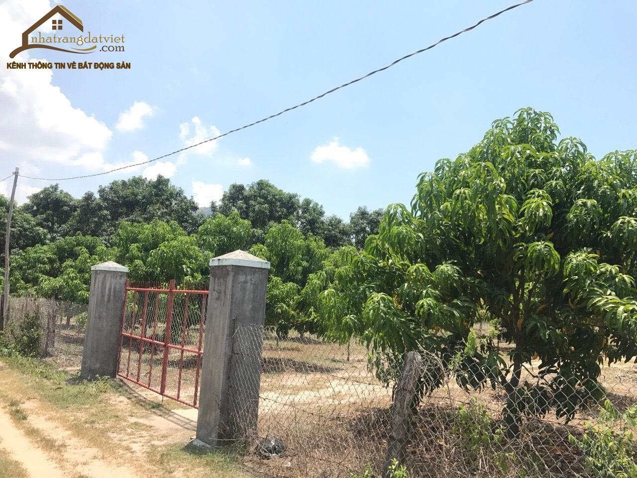 5900m2 Đất trồng cây lâu năm Suối Tân, Cam Lâm, Khánh Hòa