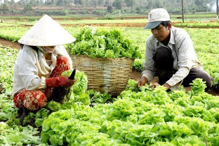 Ba đối tượng được miễn toàn bộ thuế sử dụng đất nông nghiệp